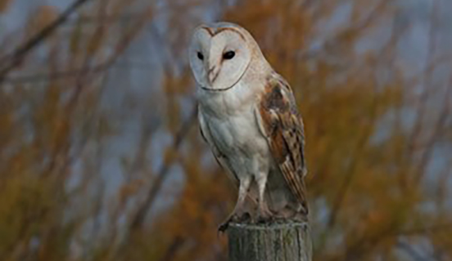 owl perched on tree stump